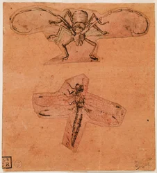 Estudio de insectos